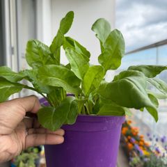 spinach plants