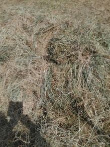Bales of haylage