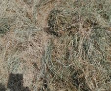 Bales of haylage