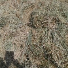 Bales of haylage