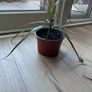 dragon plant Image 3