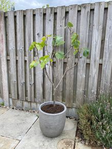 Fig tree in pot