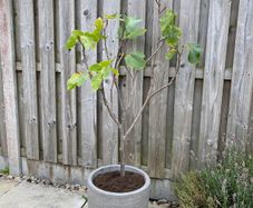 Fig tree in pot