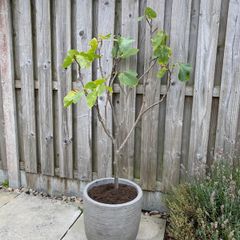 Fig tree in pot