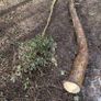 Holly Tree  Sculpture/Turning. Image 8