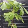 Horse chestnut trees Image 4