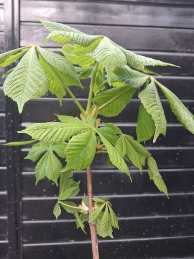 Horse chestnut trees