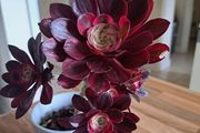Aeonium plant