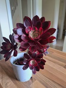 Aeonium plant