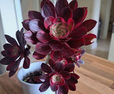 Aeonium plant