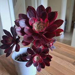 Aeonium plant
