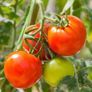 Home-grown & healthy Image 4