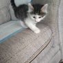 Kittens Image 8