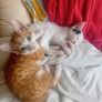 2 Kittens Image 10