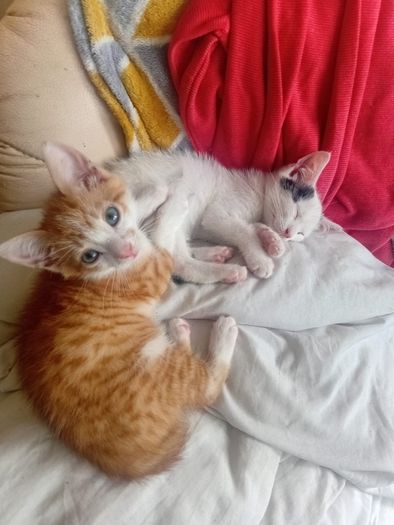 2 Kittens