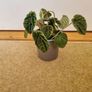 Peperomia caperata emerald ripple Image 3