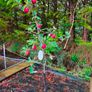 apple plants Image 6