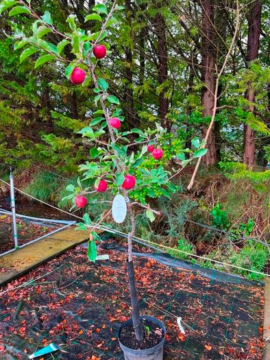 apple plants