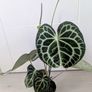 Anthurium Clarinervium Plant Image 3
