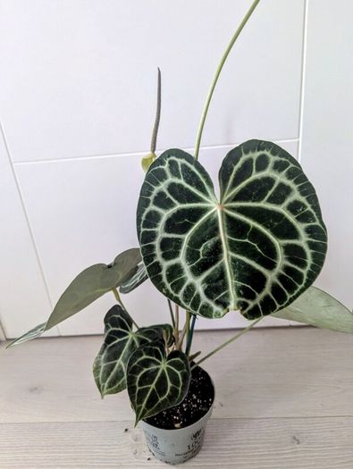 Anthurium Clarinervium Plant