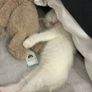 adopt Image 3