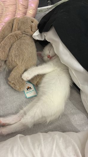 adopt