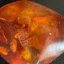 amber necklace Image 7