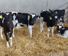 Calves