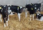 Calves