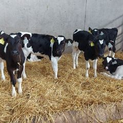 Calves
