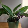 Cast-Iron Plant (Aspidistra elatior) and purple shamrock plant in the ceramic pot Image 3