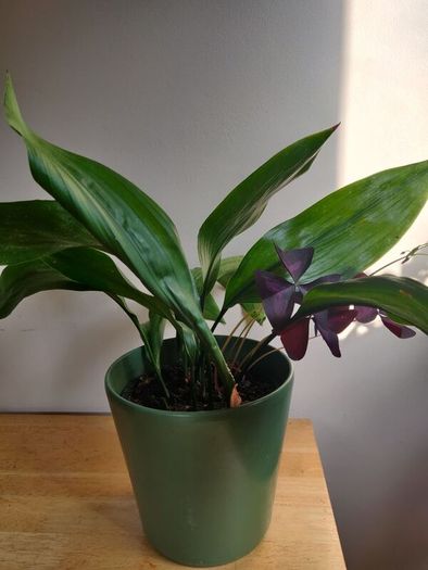 Cast-Iron Plant (Aspidistra elatior) and purple shamrock plant in the ceramic pot