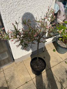Flamingo Tree (Salix Integra)