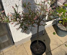 Flamingo Tree (Salix Integra)