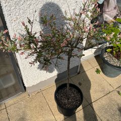Flamingo Tree (Salix Integra)