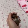 Syrian hamster Image 4