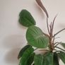 Philodendron 'Prince of Orange' Image 6