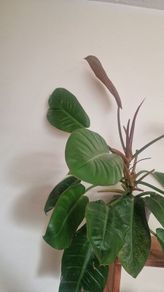 Philodendron 'Prince of Orange'