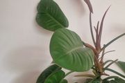 Philodendron 'Prince of Orange'