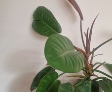 Philodendron 'Prince of Orange'