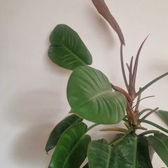 Philodendron 'Prince of Orange'