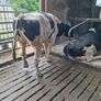 Holstein bull Image 4