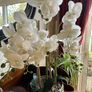 Tall Imitation Orchid Plant Image 5