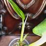 Philodendron Subhastatum Variegated Image 8