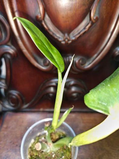 Philodendron Subhastatum Variegated