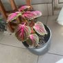coleus plant Image 2