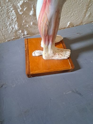 Vintage Anatomical Male