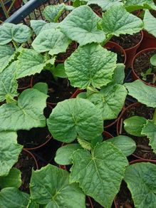 cucumber plants
