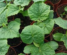 cucumber plants