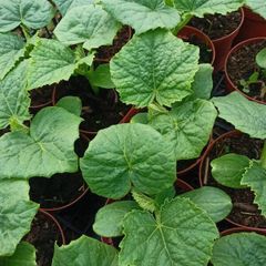 cucumber plants